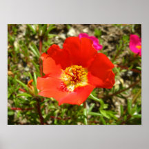 Poster rojo de la flor