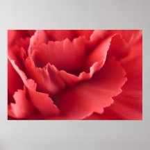 Poster rojo de la flor del clavel…