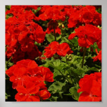 Poster rojo de los geranios