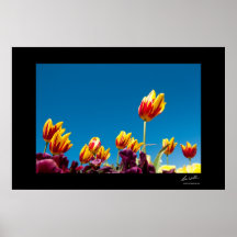Poster rojo y amarillo de los tulipanes