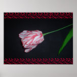 Poster rojo y blanco del tulipán