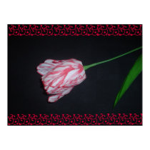 Poster rojo y blanco del tulipán posters