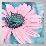Poster rosa claro del Echinacea
