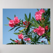 Poster - rosa y azul