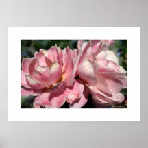 Poster rosado de dos rosas
