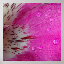 Poster rosado de la orquídea