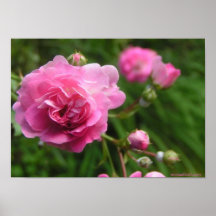 Poster rosado de los rosas