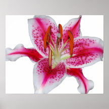 Poster rosado del lirio del Stargazer