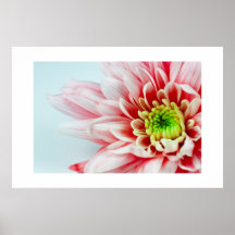 Poster rosado del micrófono de la flor