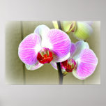 Poster rosado vibrante de las orquídeas