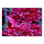 Poster rosado y rojo de la flor (1) tarjeton
