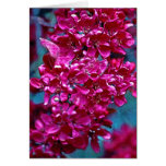 Poster rosado y rojo de la flor (2) tarjetas