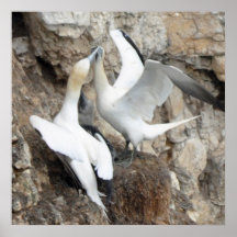 Poster: Saludo Gannets