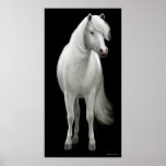 Poster salvaje del caballo blanco