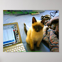 Poster siamés del consejero del gatito