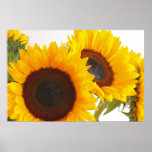 Poster soleado de los girasoles