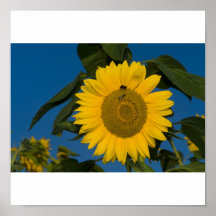 Poster Sonnenblume