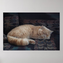 Poster soñoliento del gatito