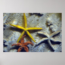 Poster subacuático de las estrellas de mar