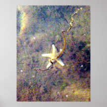 Poster subacuático de las estrellas de mar