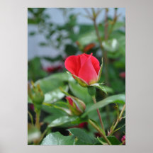 Poster subió de florecimiento