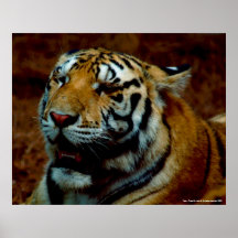 Poster - tigre - foto cerca: Juan A. Sylvester…