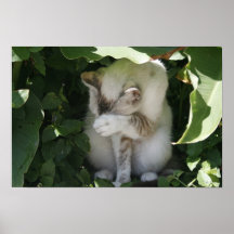 Poster tímido del gato