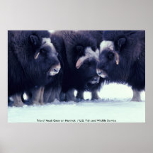 Poster/trío de los bueyes de almizcle en Nunivak