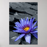 Poster tropical de Waterlily