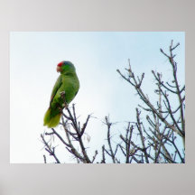 Poster verde salvaje hermoso del loro