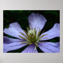 Poster violeta del Clematis