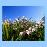 Poster - wildflowers de California posters