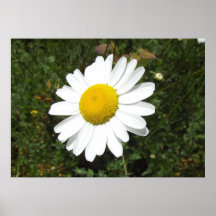 Posters De Flores
