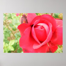 Posters del rosa rojo 001