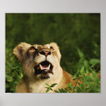 Posters del safari del animal salvaje del león, im