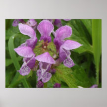 Posters  Flores