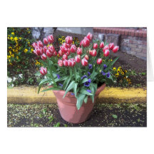 Pote de arcilla del tulipán de la primavera tarjeta