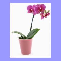 Pote de la orquídea del Phalaenopsis posters