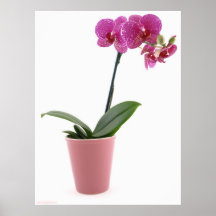 Pote de la orquídea del Phalaenopsis Posters