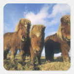 Potro de Shetland, Islas Shetland del continente, Calcomanía Cuadrada Personalizada