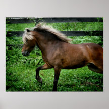 Potro de Shetland Impresiones