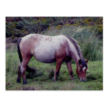 Potro Grazeing Autunm de Dartmooe Tarjeta Postal