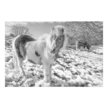 Potros de la nieve - impresiones de la foto