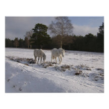 Potros en la nieve comunicados personales 