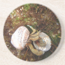 práctico de costa del cangrejo de ermitaño posavasos manualidades