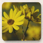 Práctico de costa del corcho del girasol de octubr posavaso