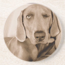 Práctico de costa del guiño de Weimaraner Posavasos Cerveza