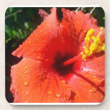 ¡Prácticos de costa hermosos del hibisco! Posavaso
