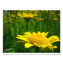Pradera amarilla fotografia