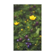 Prado de la flor salvaje del ranúnculo impresión de lienzo